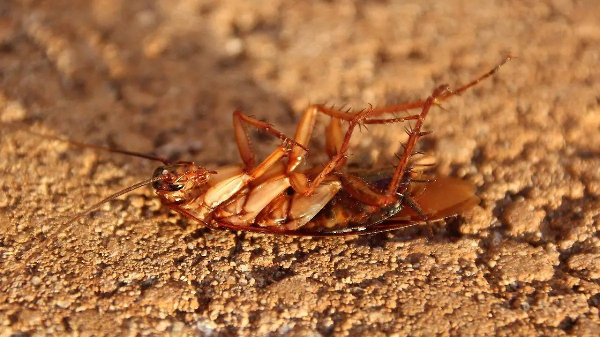 Cucaracha Pixabay